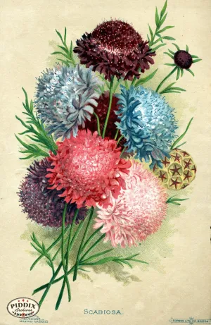 PDXC1571 -- Flower Seed Catalogs