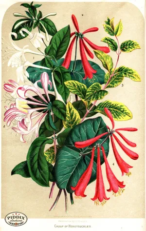 PDXC1578 -- Flower Seed Catalogs