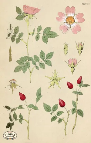 PDXC16488 -- Botanical Plates