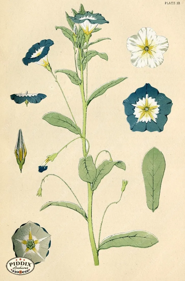 PDXC16490 -- Botanical Plates
