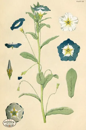 PDXC16490 -- Botanical Plates