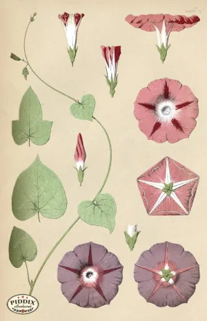 PDXC16491 -- Botanical Plates