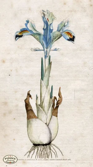 PDXC1722 -- Flowers