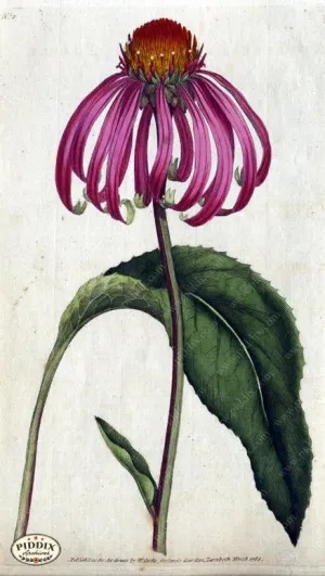 PDXC1724a -- Flowers