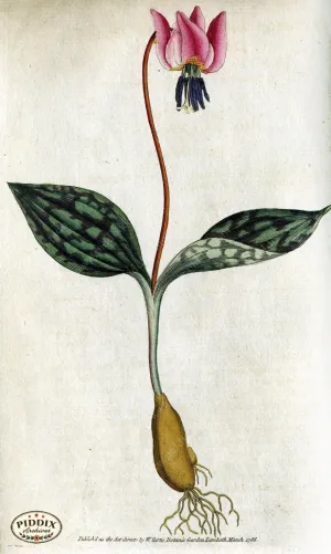 PDXC1727 -- Flowers