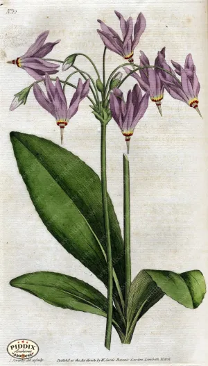 PDXC1732 -- Flowers