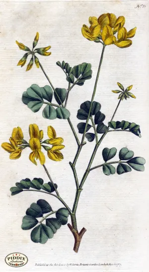 PDXC1733 -- Flowers