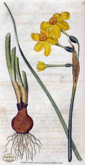 PDXC1734 -- Flowers