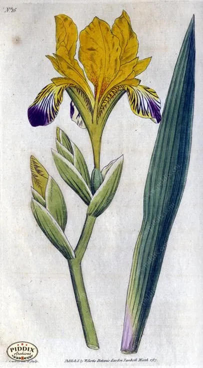 PDXC1735a -- Flowers