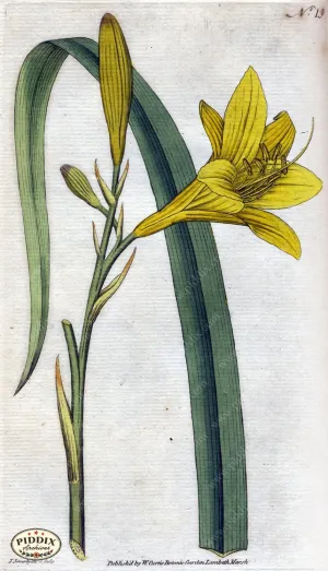 PDXC1736 -- Flowers