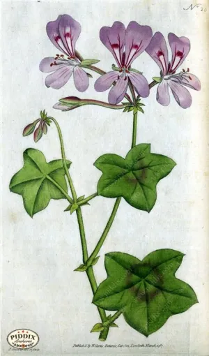 PDXC1737 -- Flowers