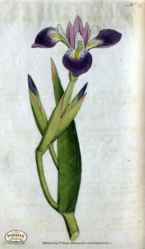PDXC1738 -- Flowers