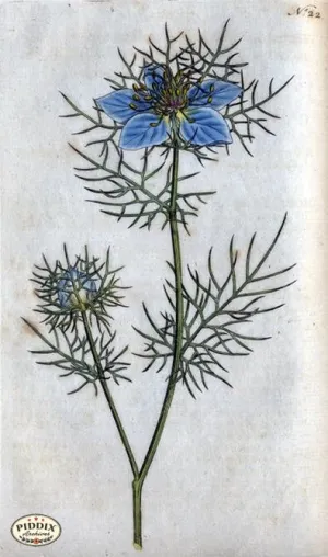 PDXC1739a -- Flowers