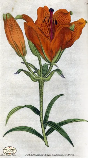 PDXC1745 -- Flowers