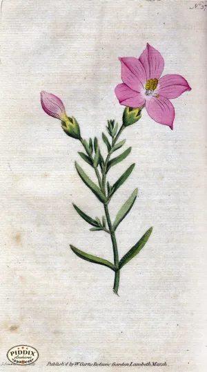 PDXC1746 -- Flowers