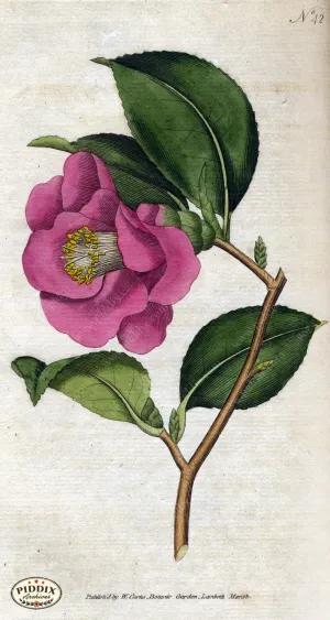 PDXC1747 -- Flowers