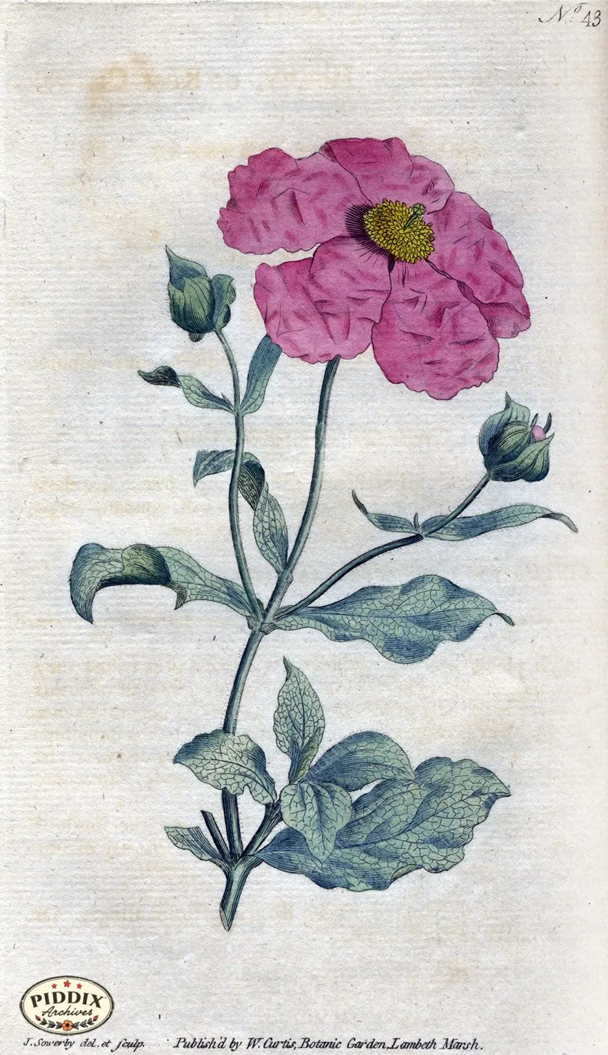 PDXC1749 -- Flowers