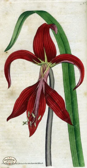 PDXC1751 -- Flowers