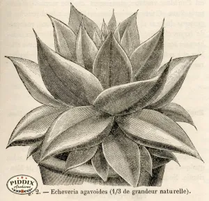 PDXC17531 -- Cacti, Desert Flowers & Succulents