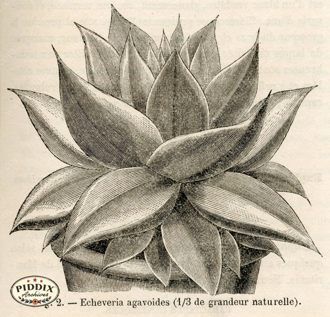 PDXC17531 -- Cacti, Desert Flowers & Succulents