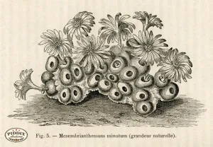 PDXC17533 -- Cacti, Desert Flowers & Succulents
