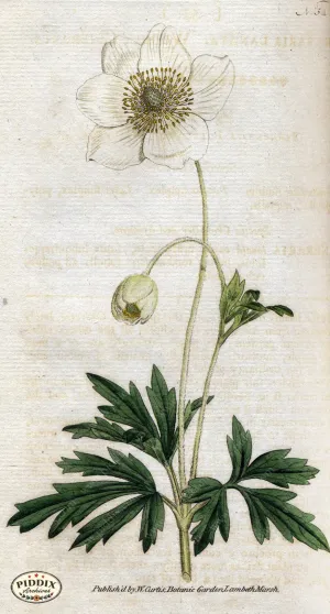 PDXC1756 -- Flowers