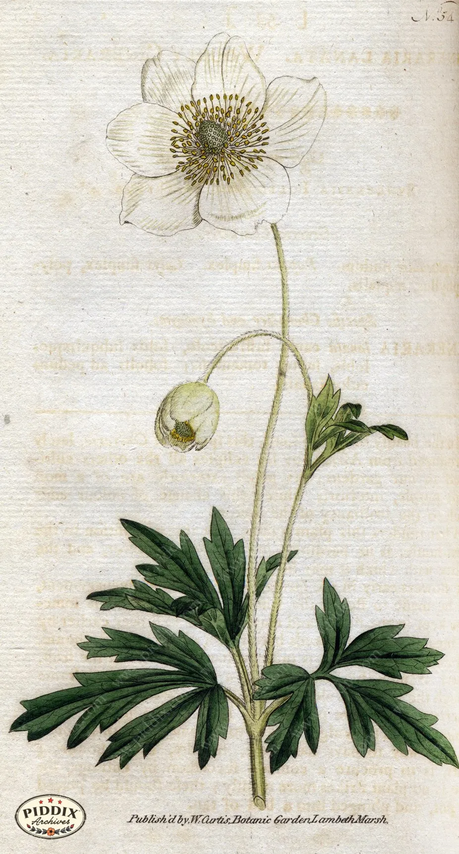 PDXC1756 -- Flowers