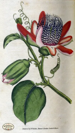 PDXC1759 -- Flowers