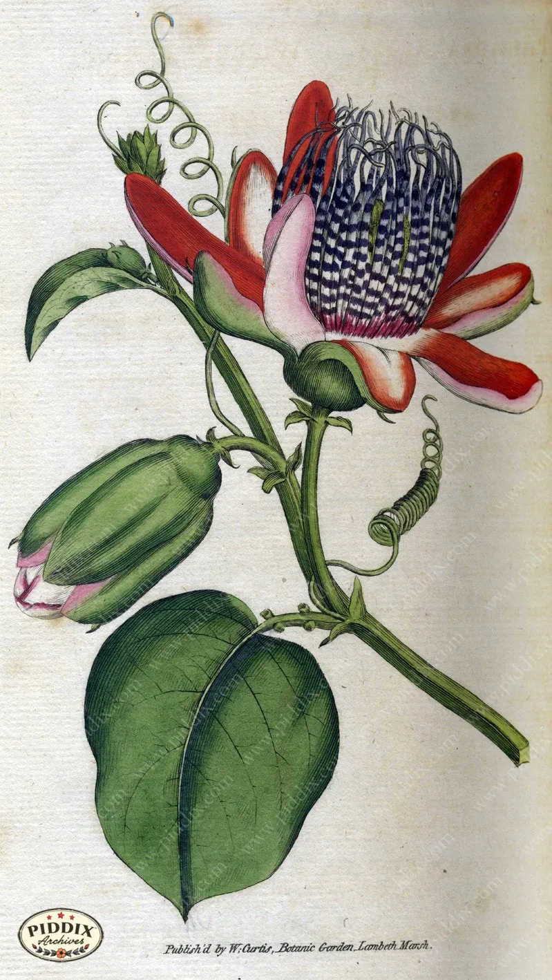 PDXC1759 -- Flowers