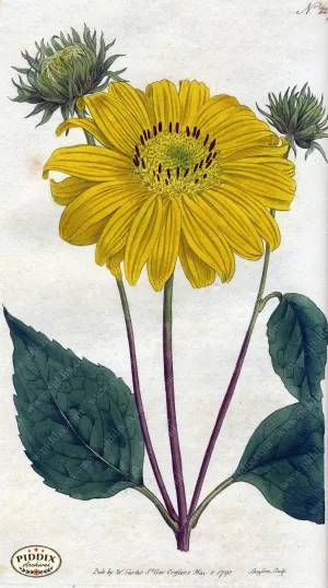 PDXC1763 -- Flowers
