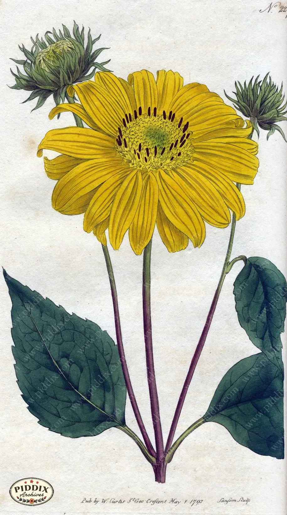 PDXC1763 -- Flowers