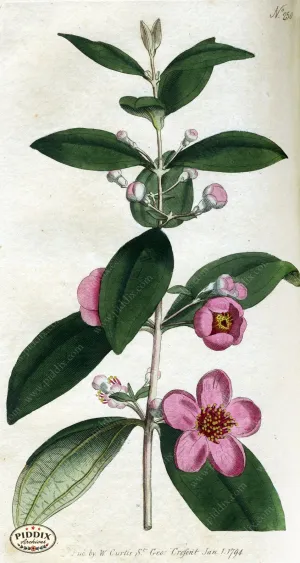PDXC1766 -- Flowers