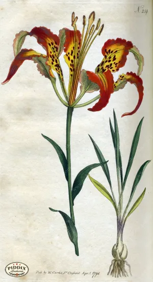PDXC1768 -- Flowers