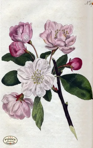 PDXC1770 -- Flowers