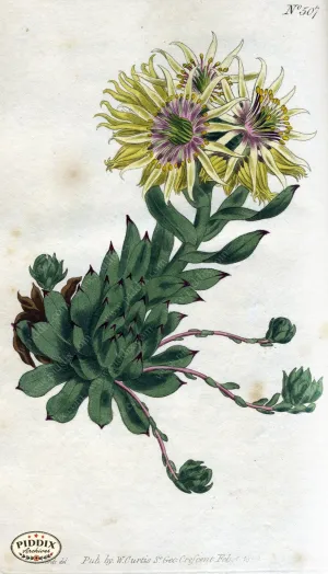 PDXC1774 -- Flowers