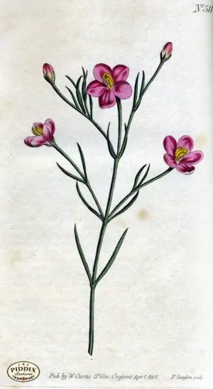 PDXC1775 -- Flowers