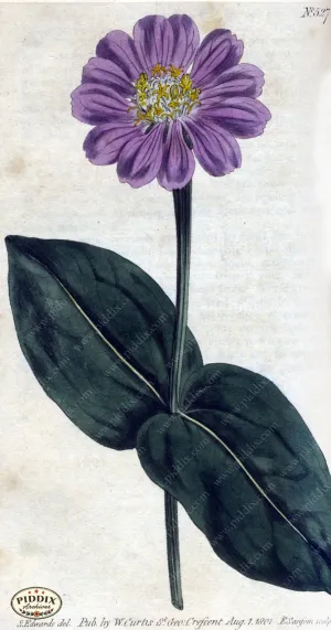 PDXC1778 -- Flowers