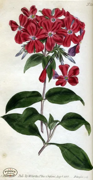 PDXC1779 -- Flowers