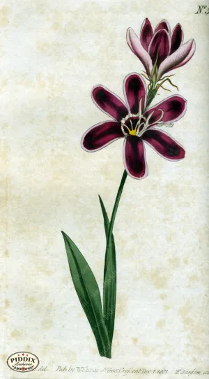 PDXC1781 -- Flowers