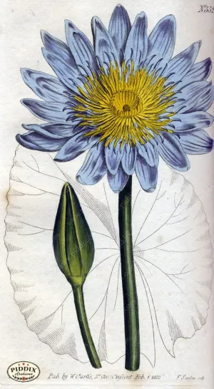 PDXC1782 -- Flowers