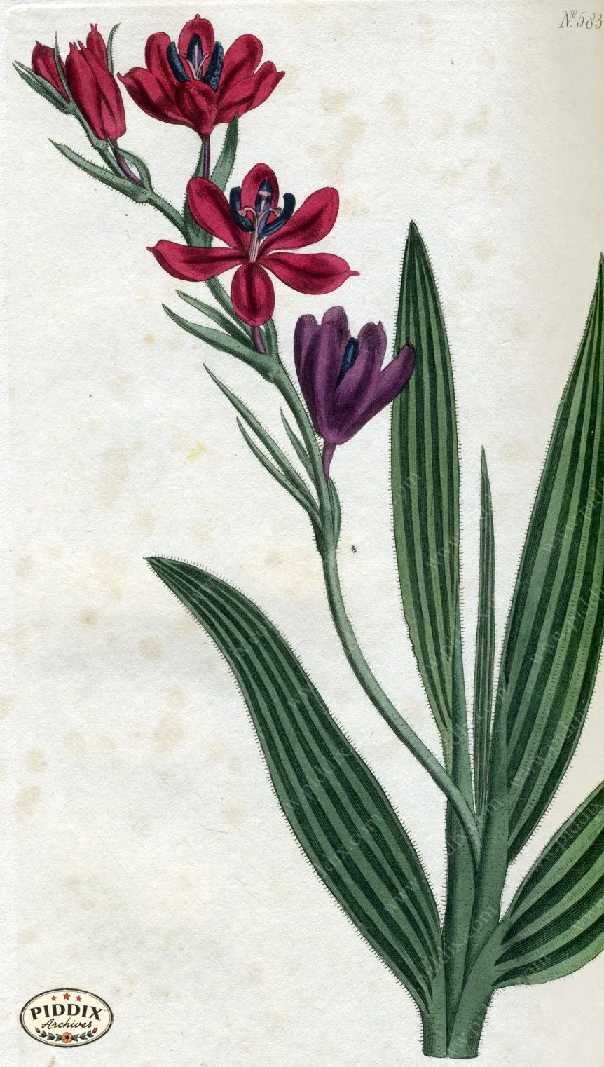PDXC1784 -- Flowers