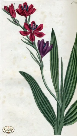 PDXC1784 -- Flowers