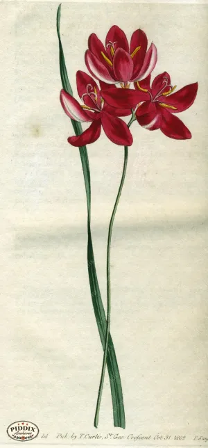 PDXC1785 -- Flowers