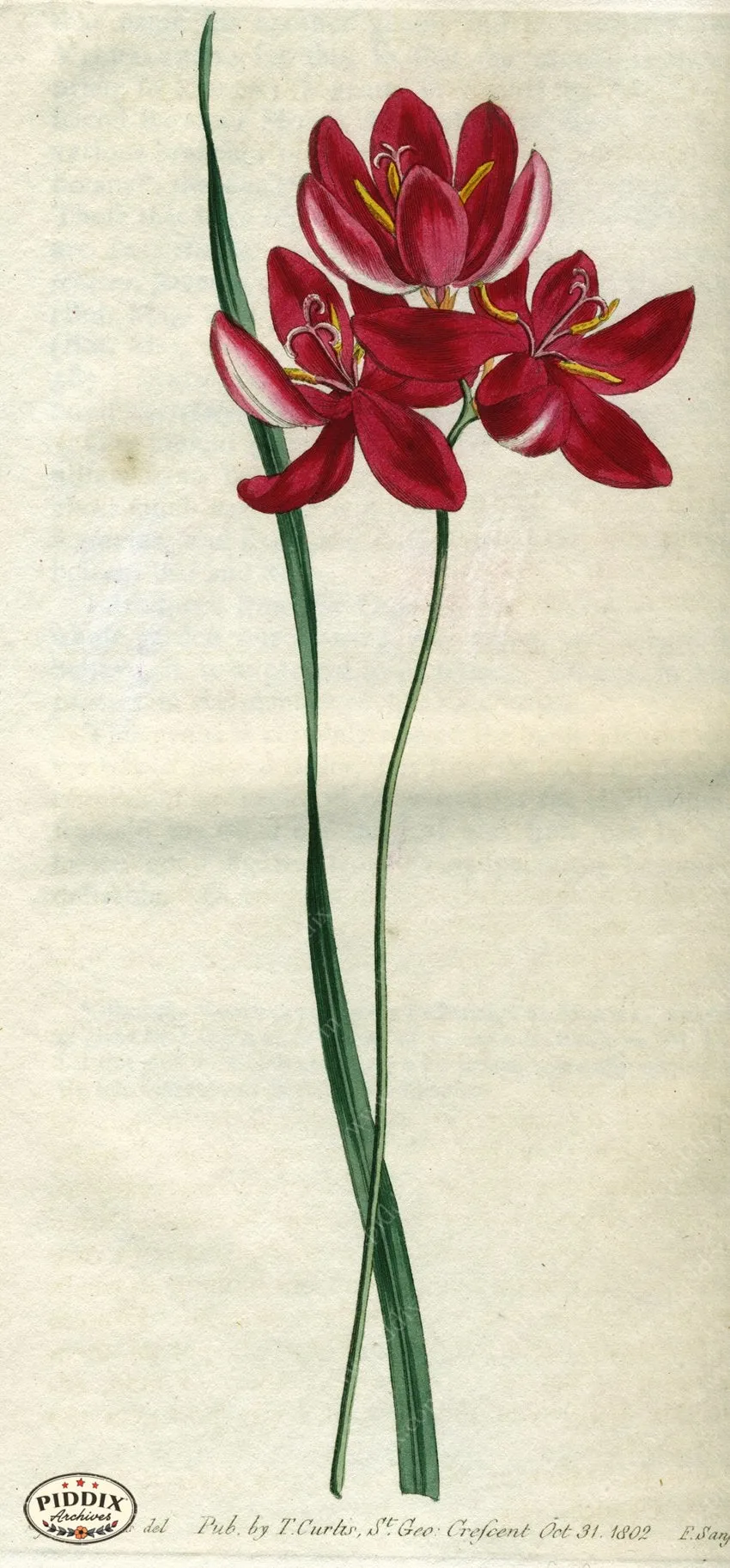 PDXC1785 -- Flowers