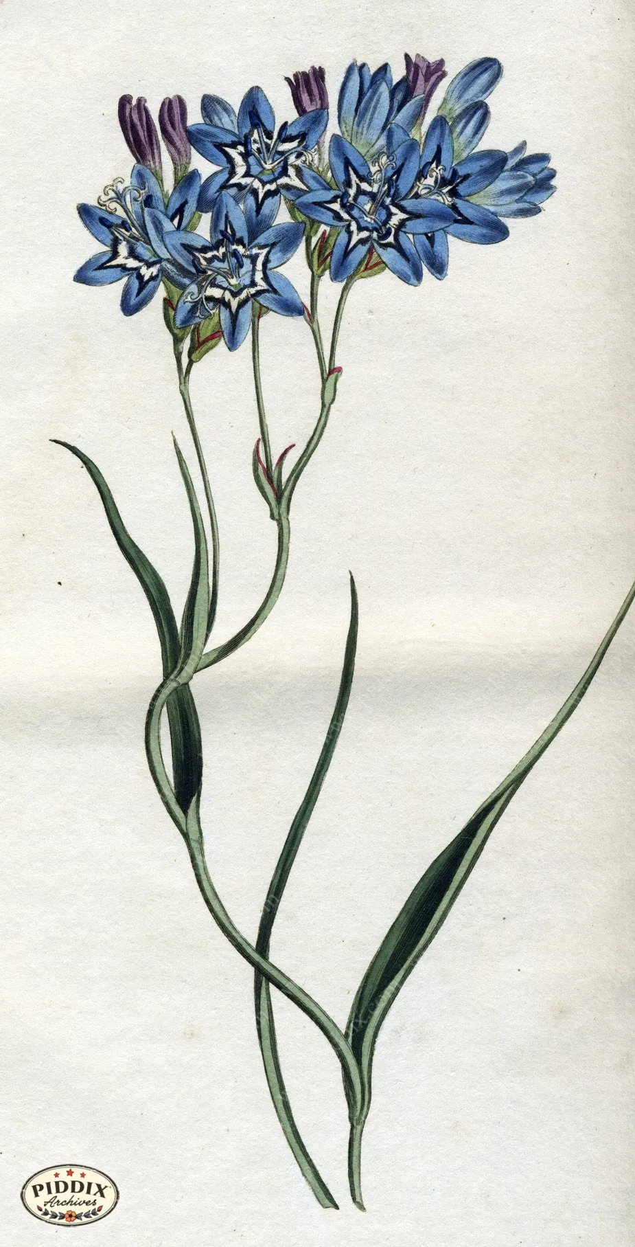 PDXC1786 -- Flowers