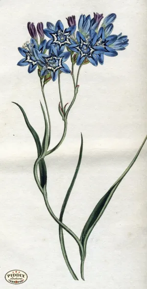 PDXC1786 -- Flowers