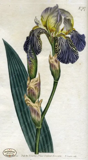 PDXC1787 -- Flowers