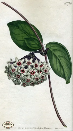 PDXC1788 -- Flowers