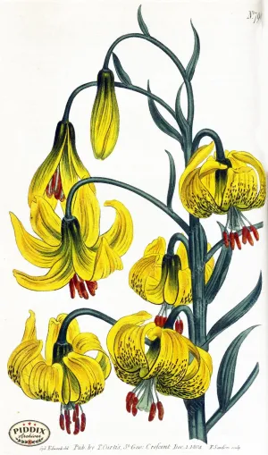 PDXC1790 -- Flowers