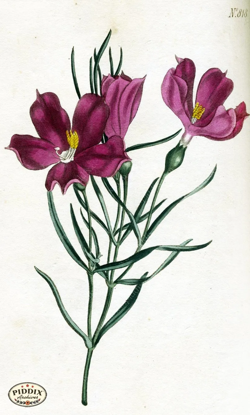 PDXC1791 -- Flowers